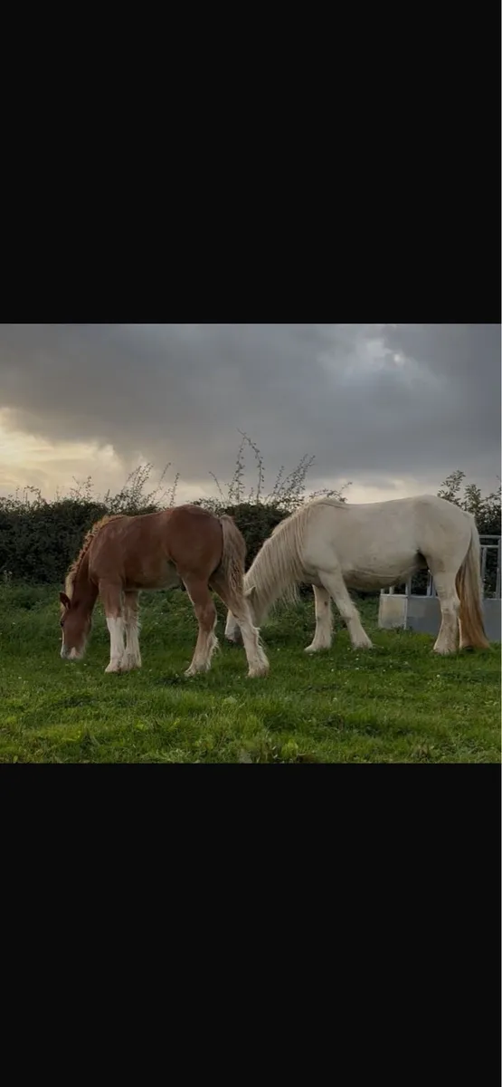 Colt foal - Image 2