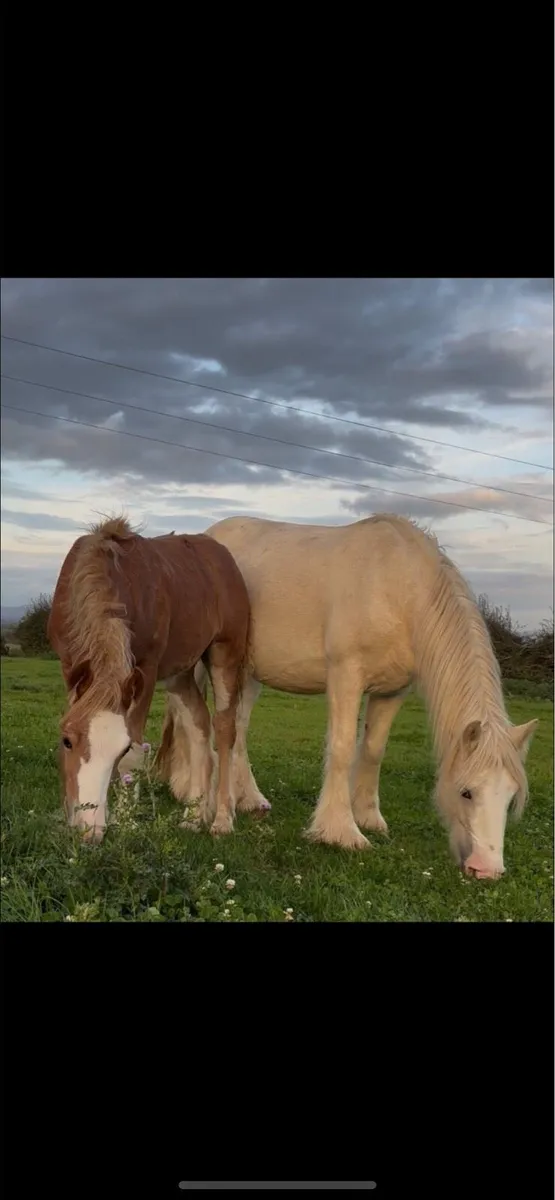 Colt foal - Image 3