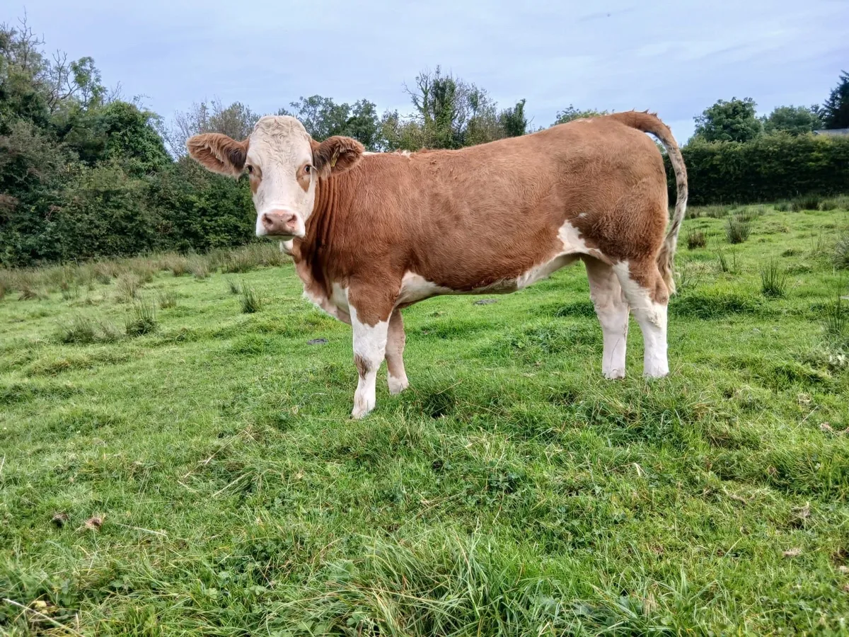 Super Springer Heifers - Image 1