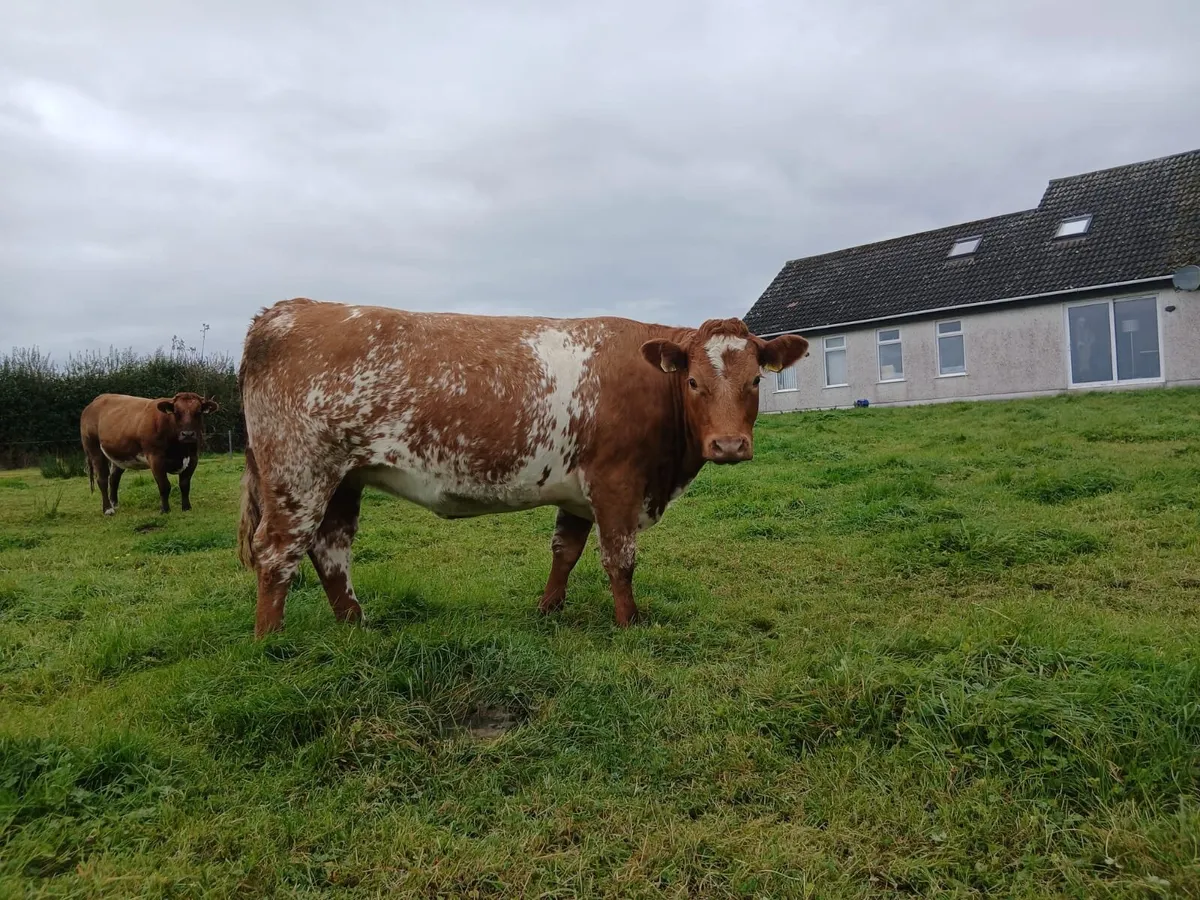 Super Springer Heifers - Image 2
