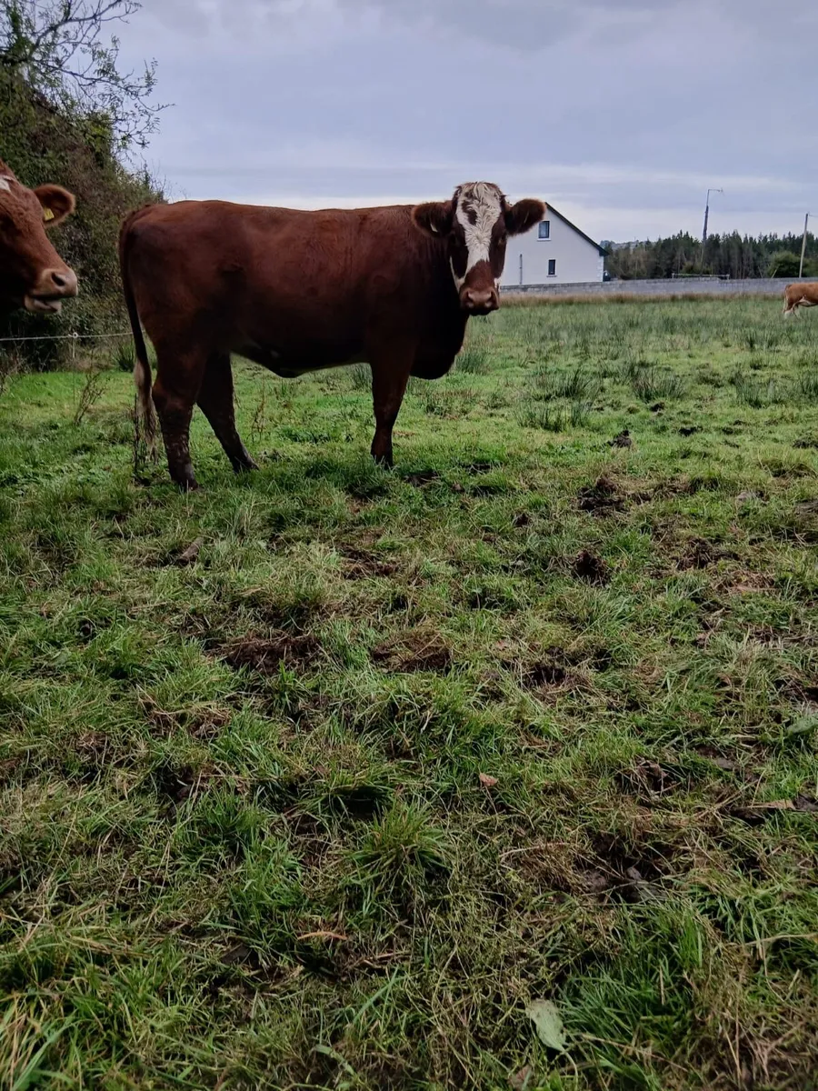 Super Springer Heifers - Image 4
