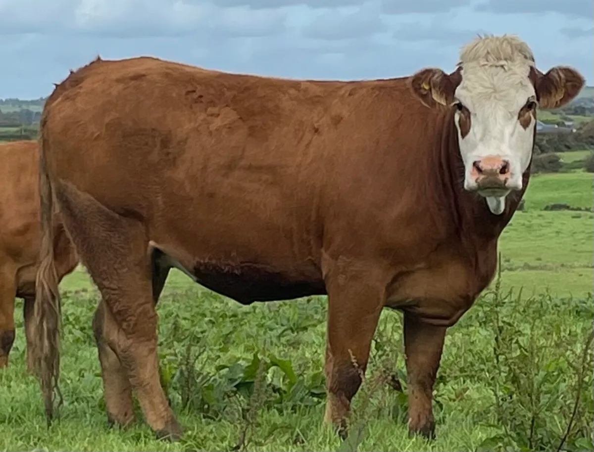 30 In-Calf Heifers Sale Sat 18 Oct Balla Mart - Image 1