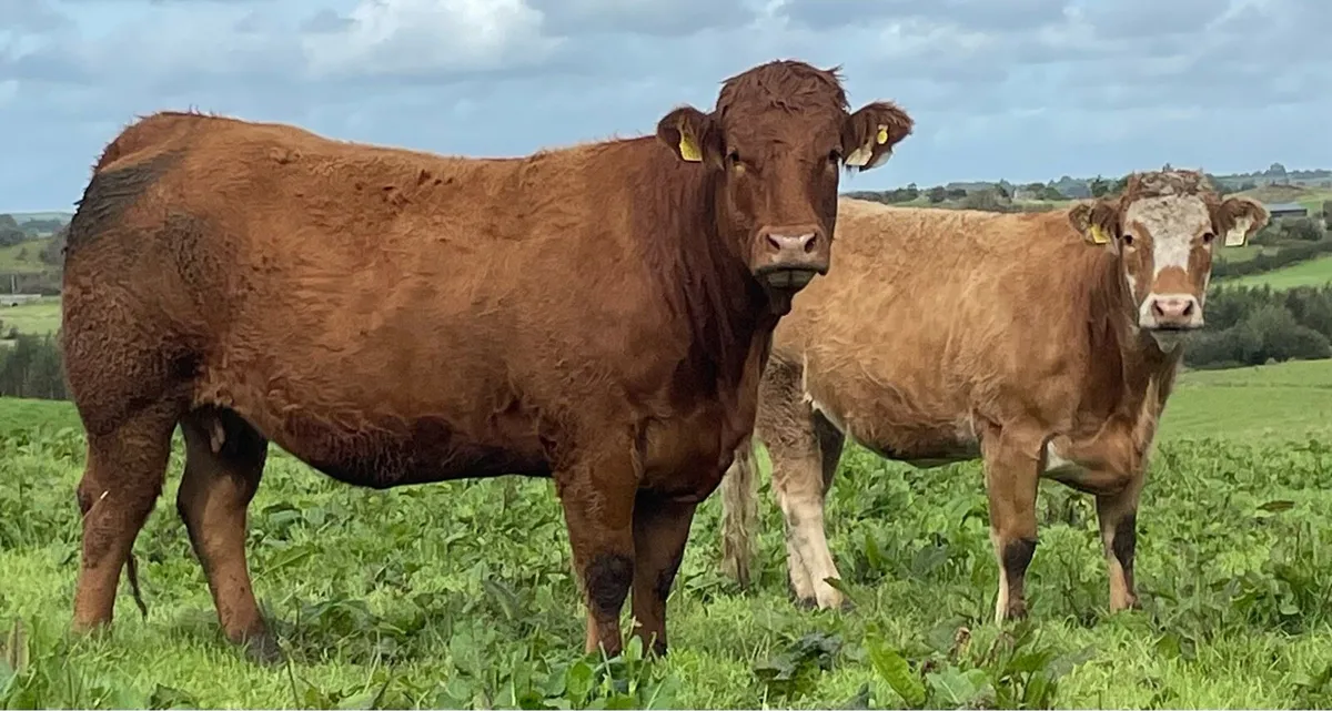 30 In-Calf Heifers Sale Sat 18 Oct Balla Mart - Image 2