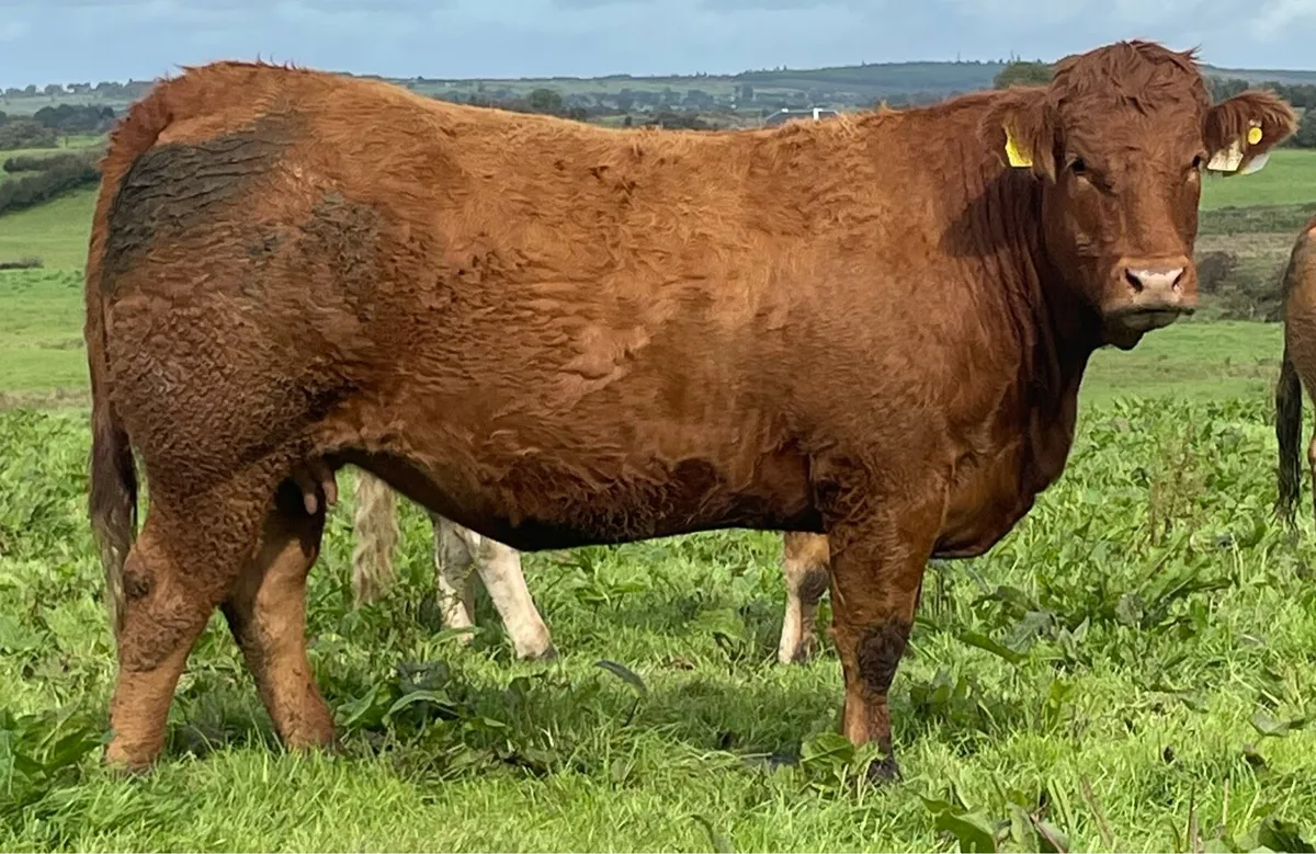 30 In-Calf Heifers Sale Sat 18 Oct Balla Mart - Image 3