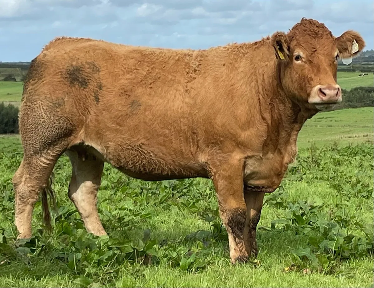 30 In-Calf Heifers Sale Sat 18 Oct Balla Mart - Image 4