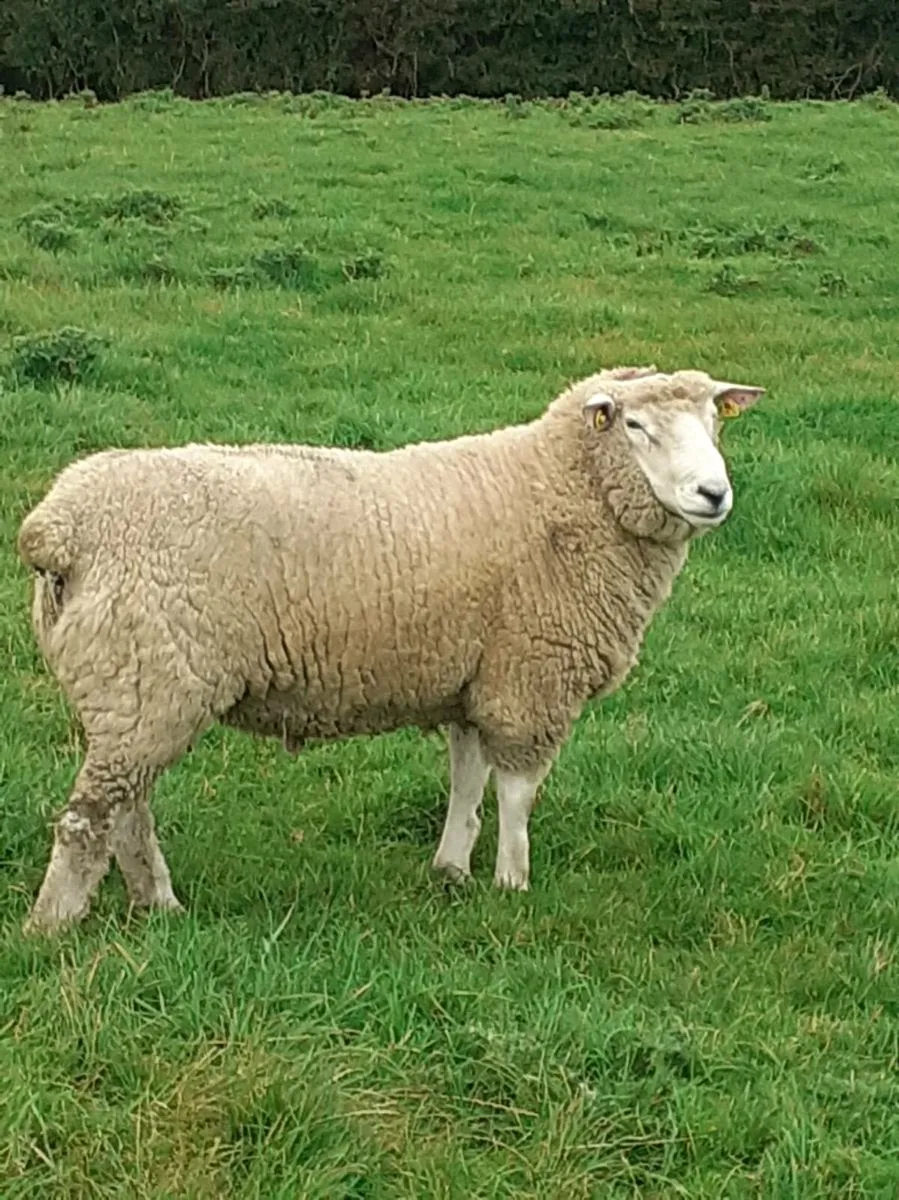 SIS Galway Hogget Ram - Image 1