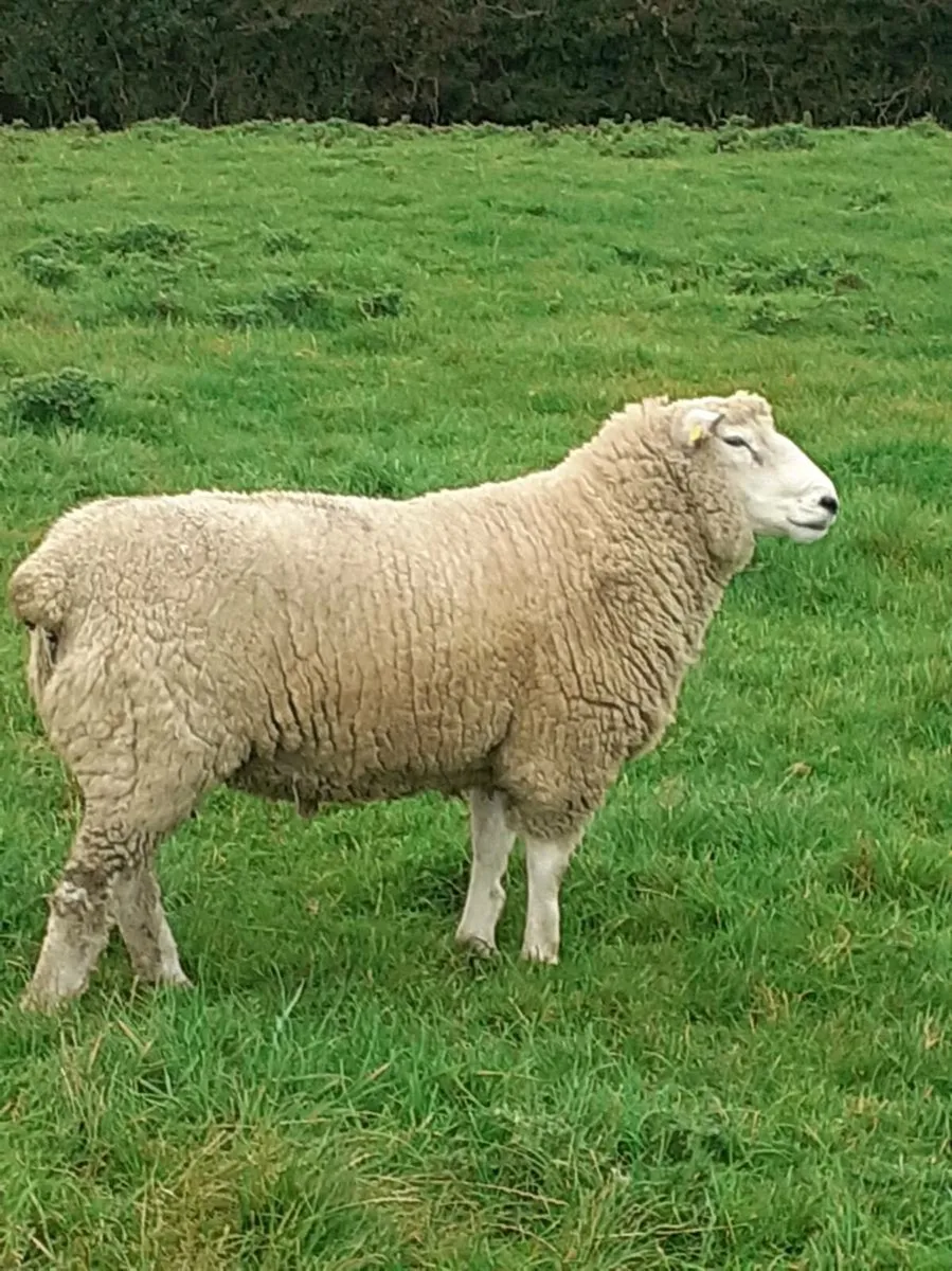 SIS Galway Hogget Ram - Image 2