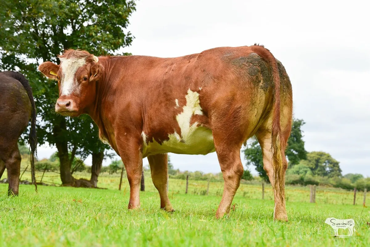 Sale of 20 In-Calf Heifers - Image 1