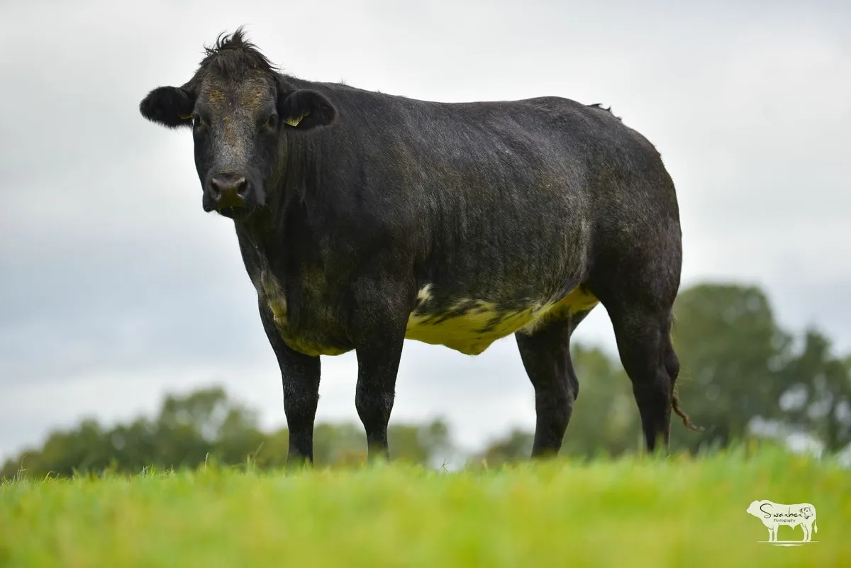 Sale of 20 In-Calf Heifers - Image 3