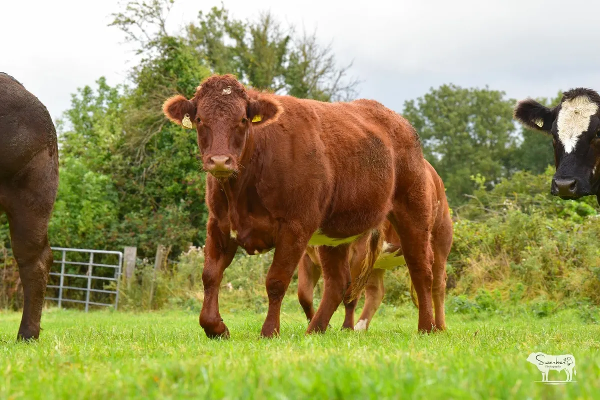 Sale of 20 In-Calf Heifers - Image 4