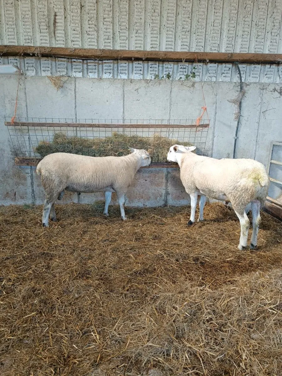 Aberfield  hogget rams - Image 3