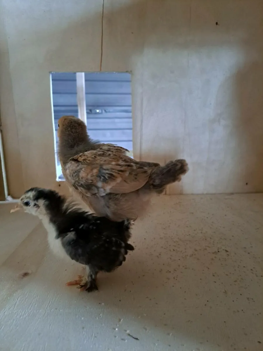 Off heat chicks - Image 1