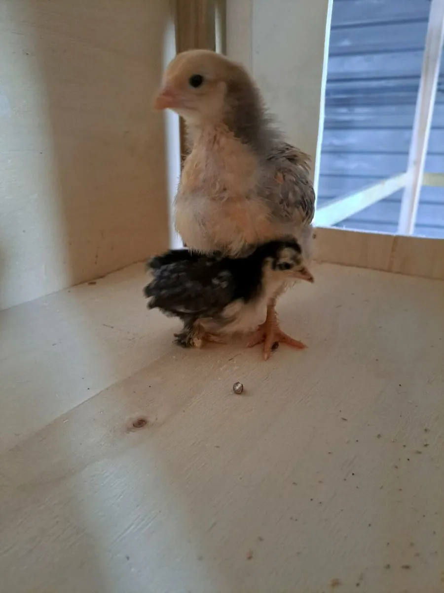 Off heat chicks - Image 2