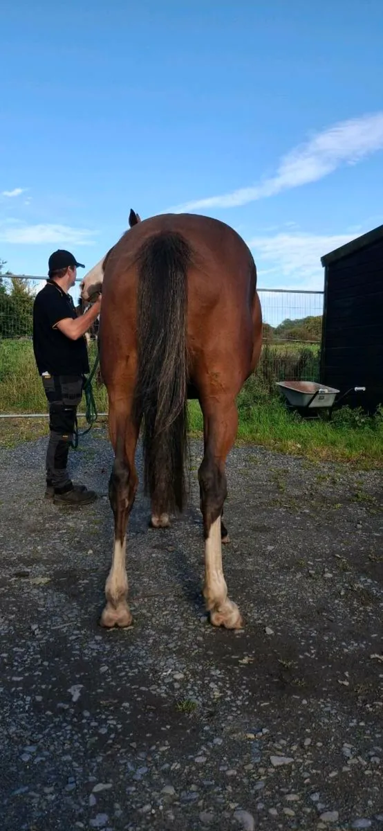 Thoroughbred Filly - Image 4