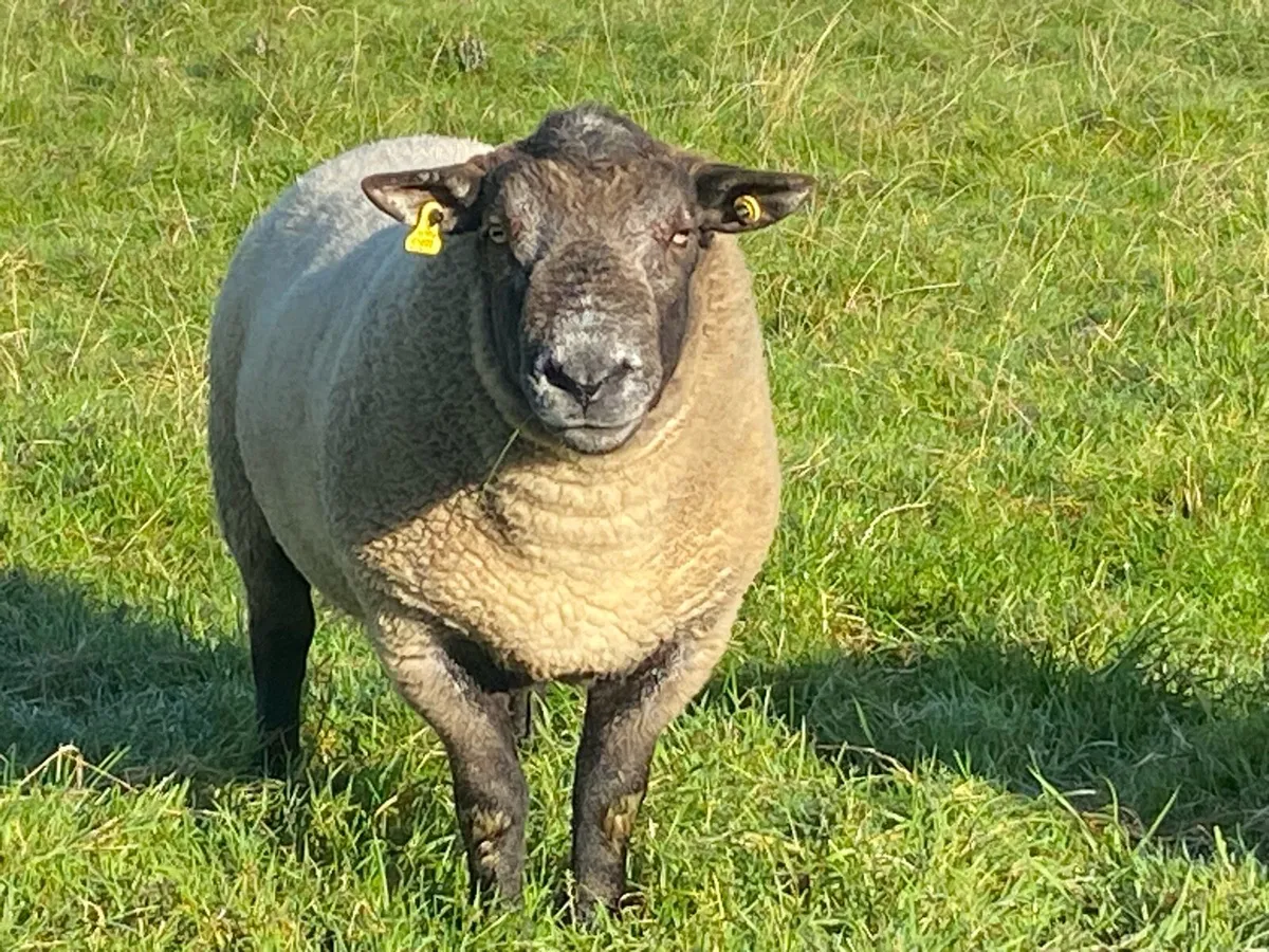 Suffolk Ram - Image 1