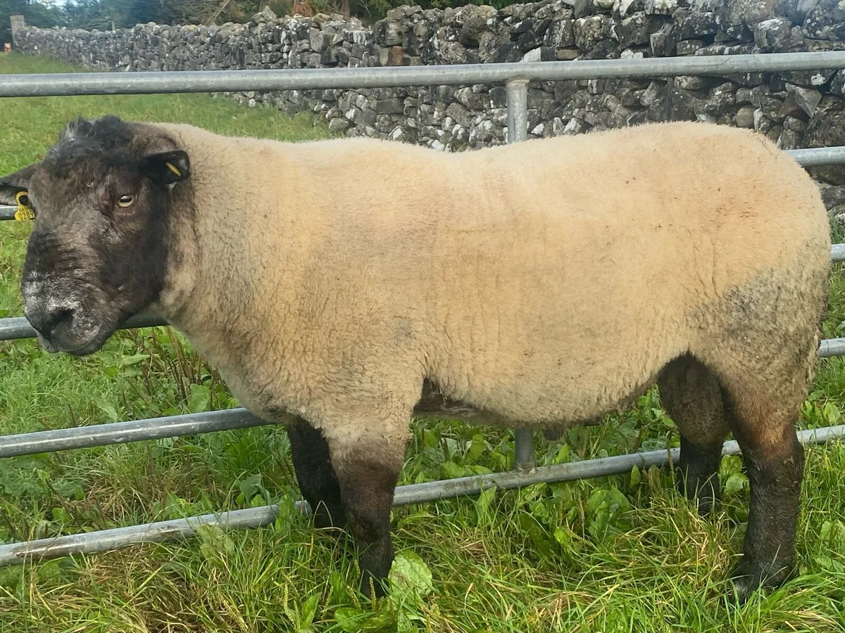 Suffolk Ram - Image 2