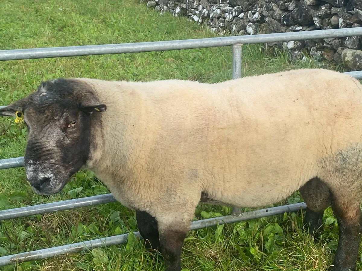 Suffolk Ram - Image 3