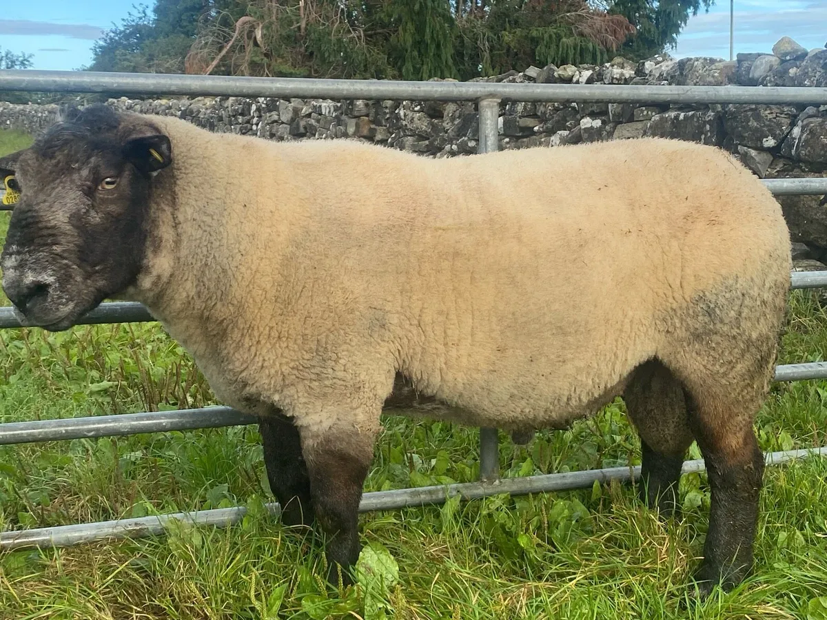 Suffolk Ram - Image 4