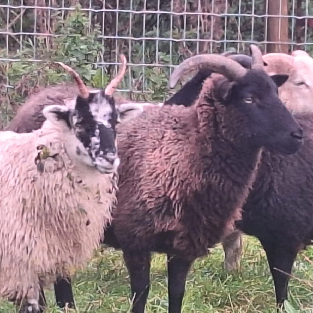 Hebridean sheep - Image 1