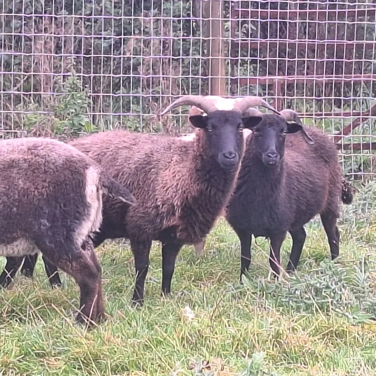 Hebridean sheep - Image 2