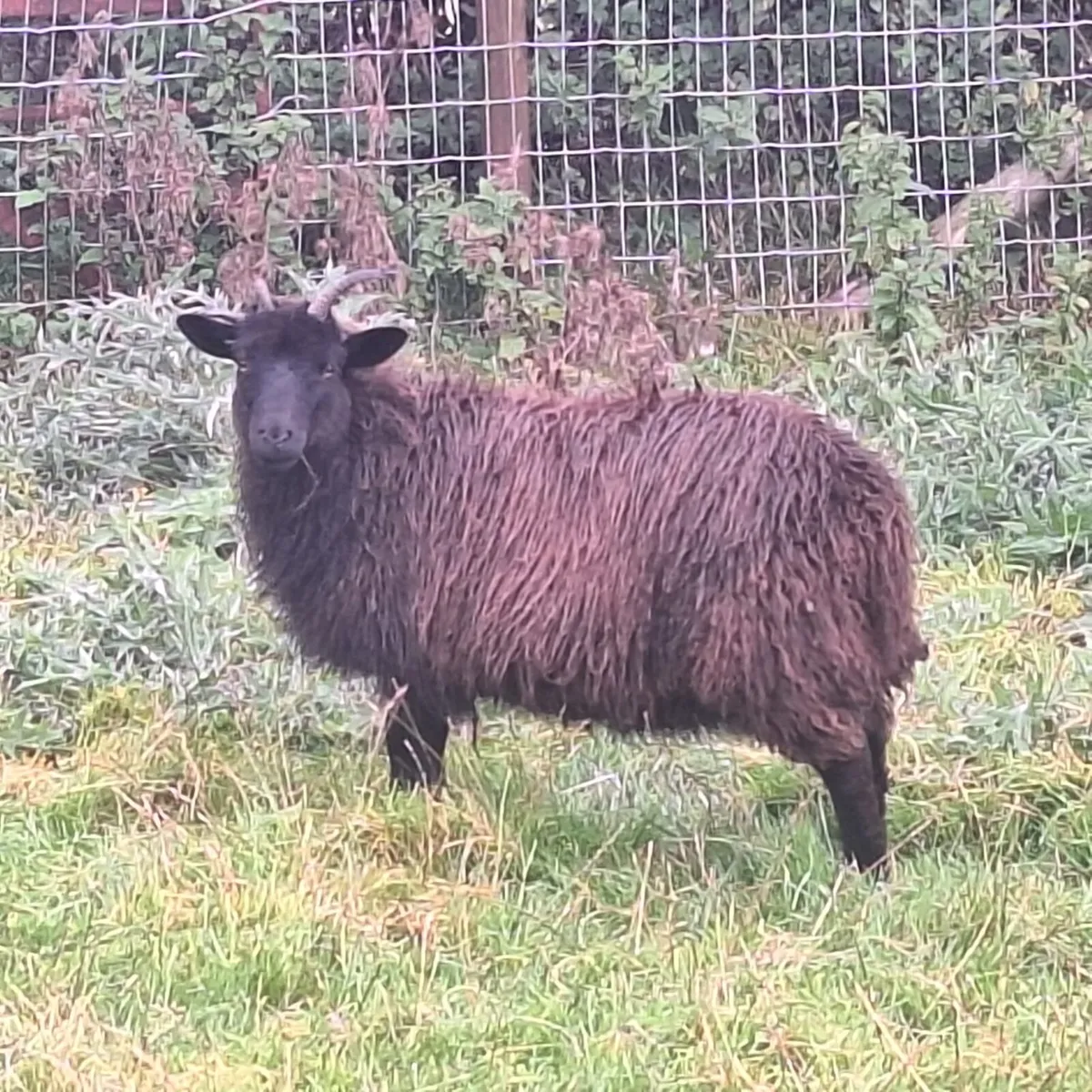 Hebridean sheep - Image 3