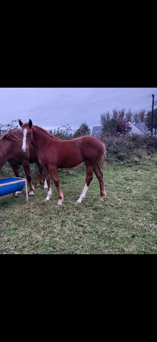 Registered Irish draught filly foal - Image 1