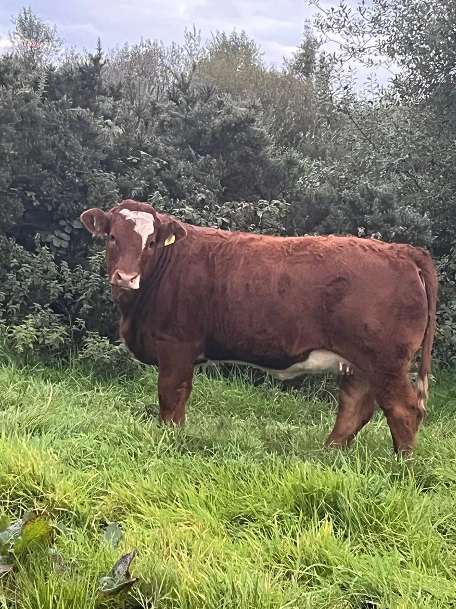 Weanling heifers - Image 2