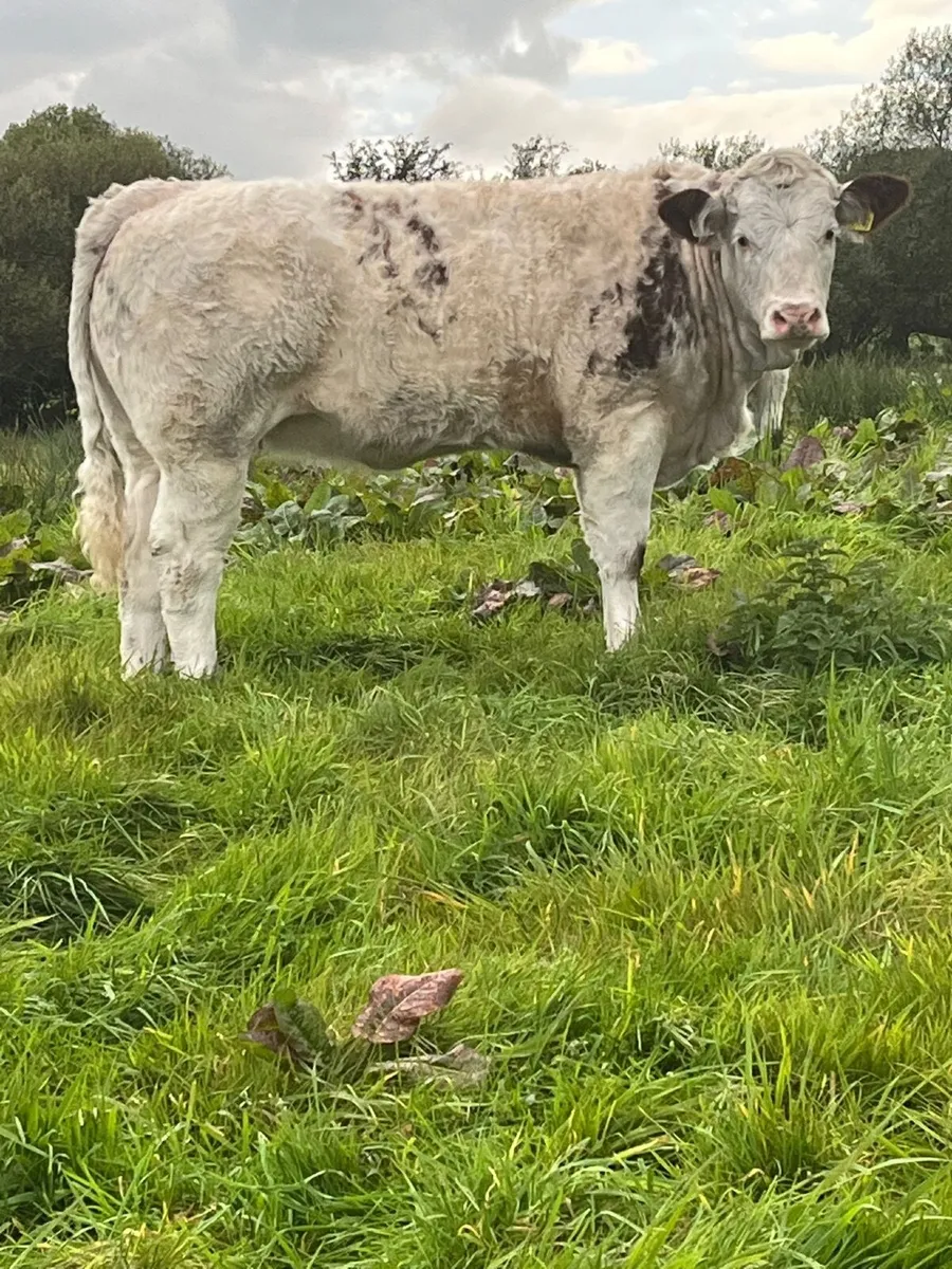Weanling heifers - Image 3