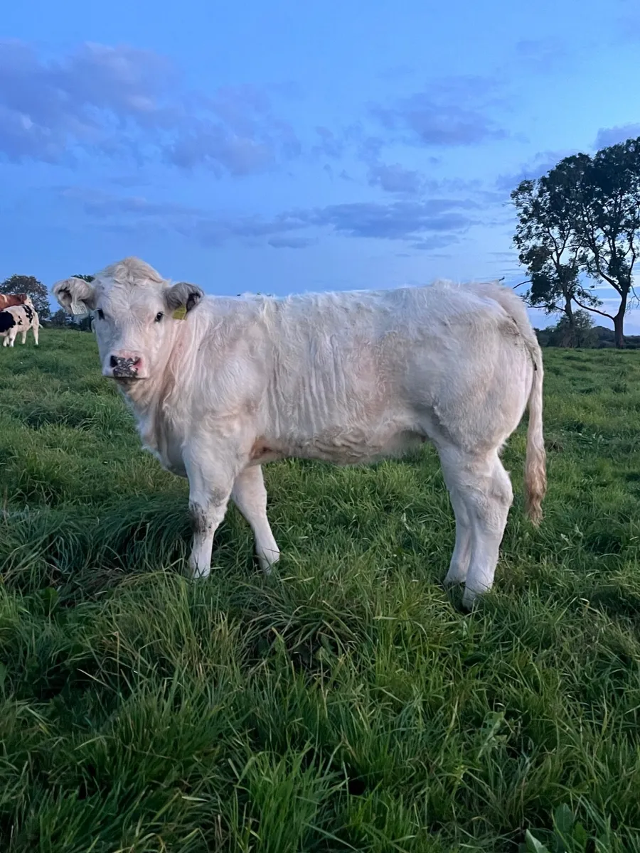 Weanling heifers - Image 4