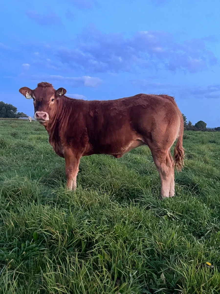 Weanling heifers - Image 1