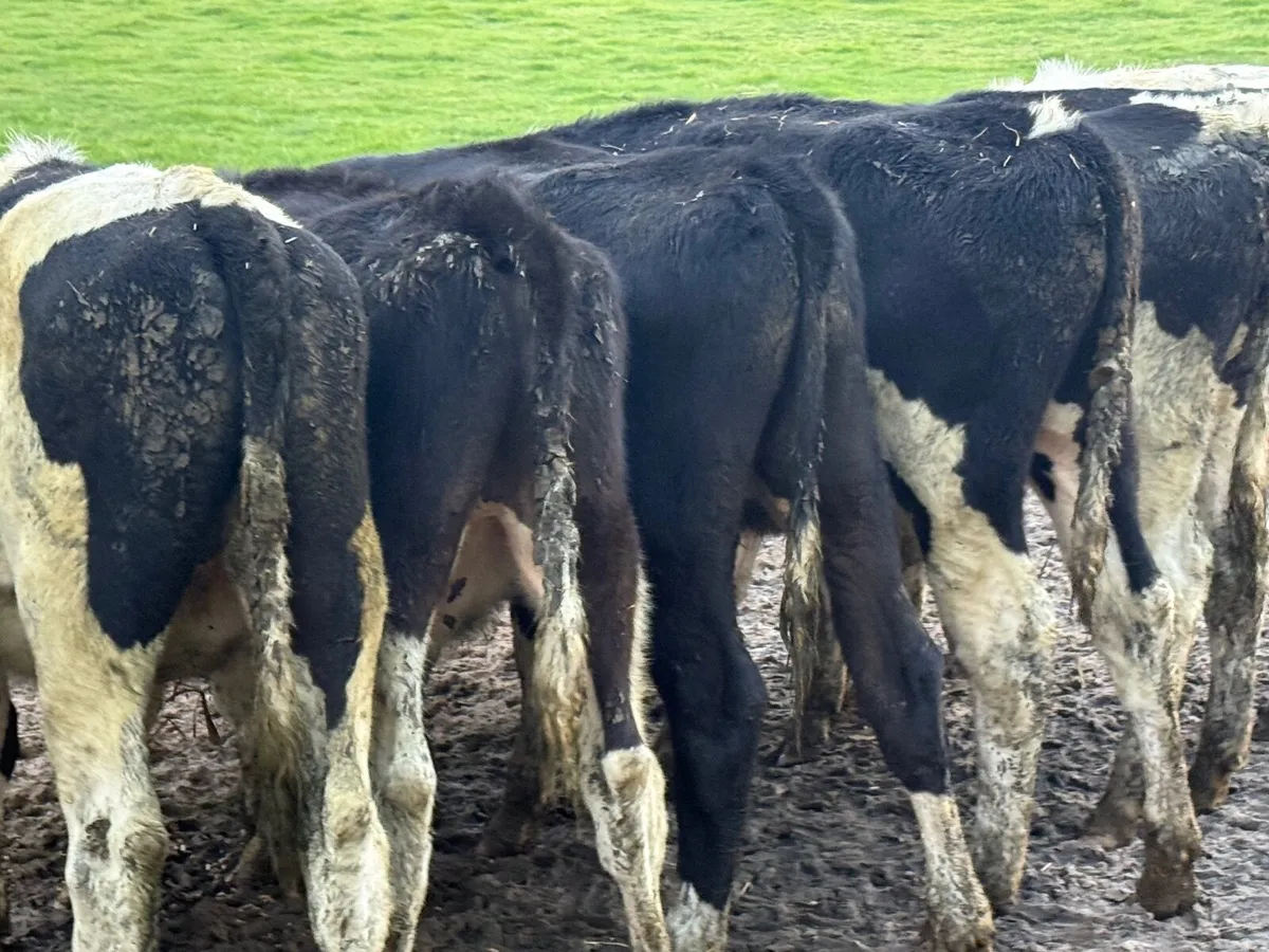 8 BRITISH FRESION BULLOCKS ( HOMEBRED) - Image 3
