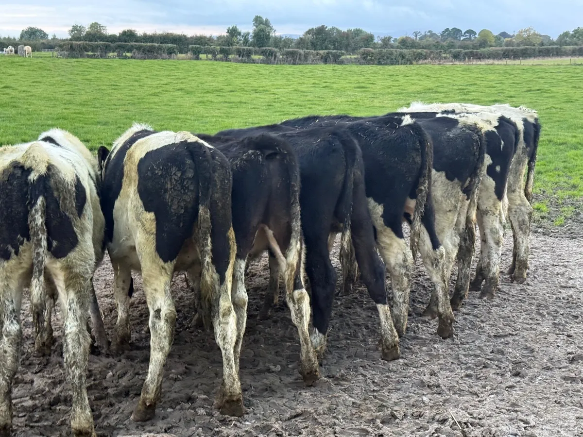 8 BRITISH FRESION BULLOCKS ( HOMEBRED) - Image 4