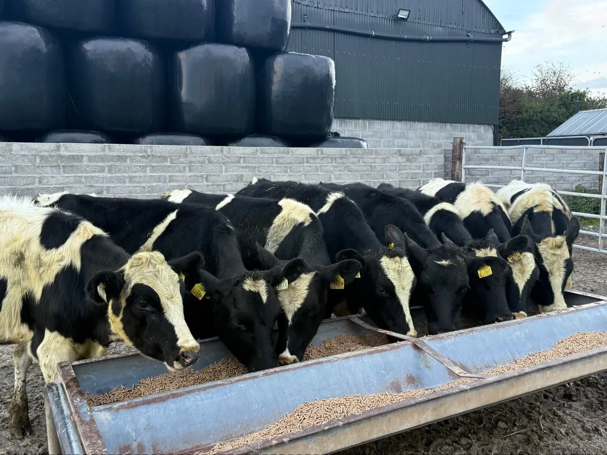 8 BRITISH FRESION BULLOCKS ( HOMEBRED) - Image 1