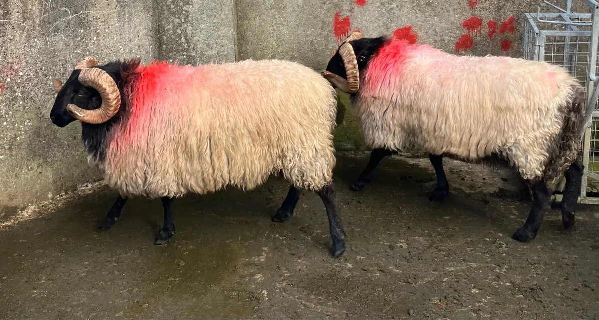 SIS Blackface Hogget Rams - Image 2