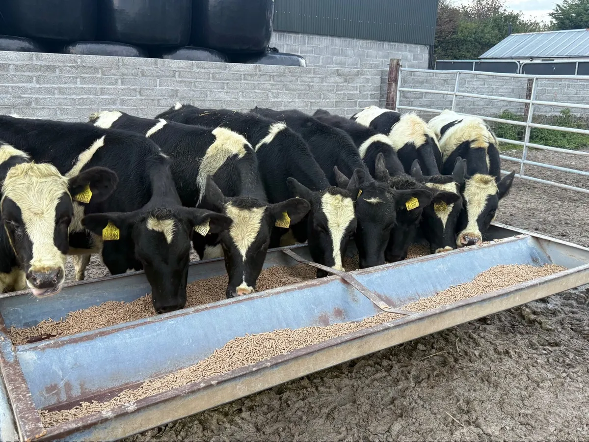 8 BRITISH FRESION BULLOCKS ( HOMEBRED) - Image 2
