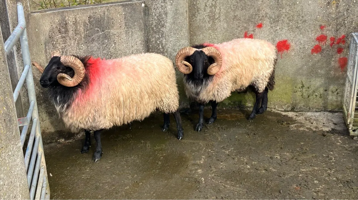 SIS Blackface Hogget Rams - Image 3