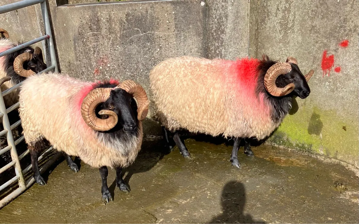 SIS Blackface Hogget Rams - Image 4