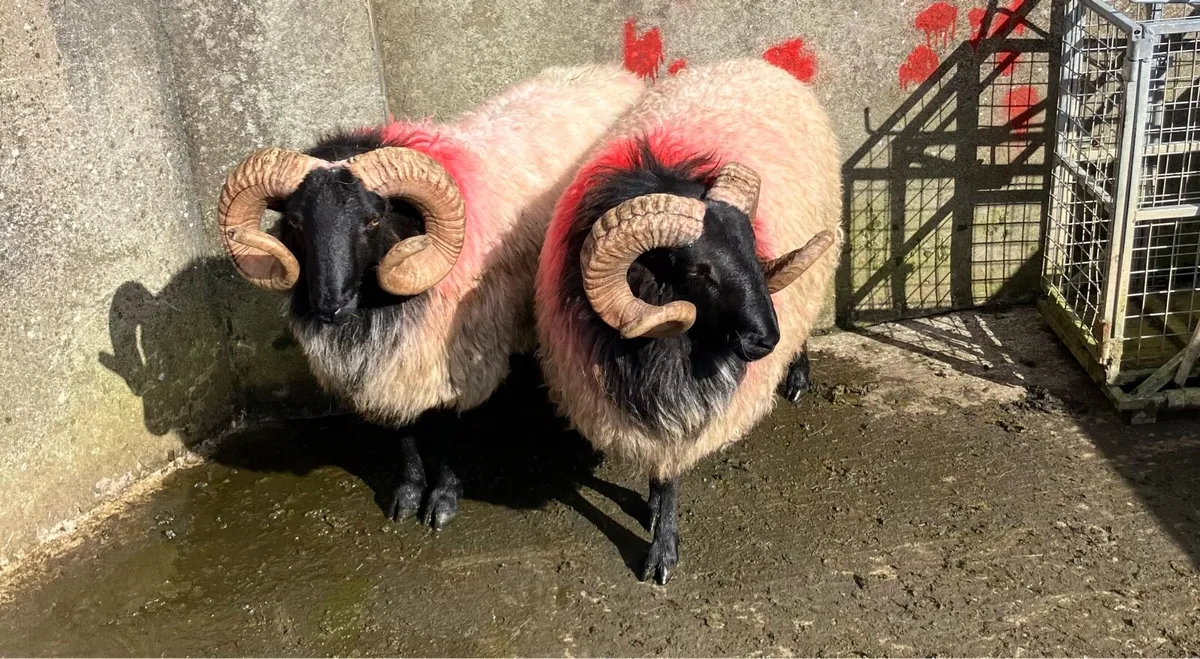 SIS Blackface Hogget Rams - Image 1
