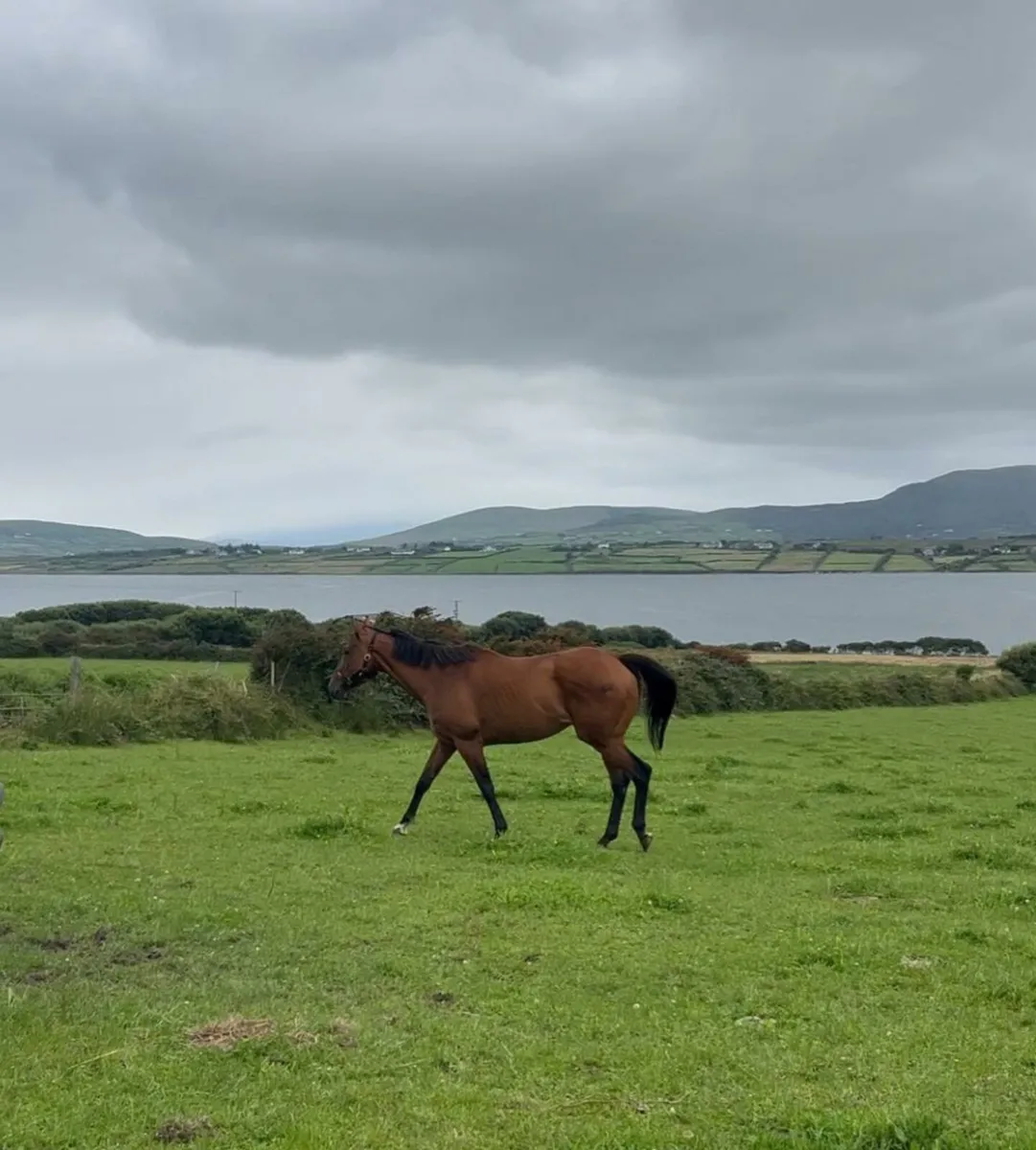 Horse - Image 2
