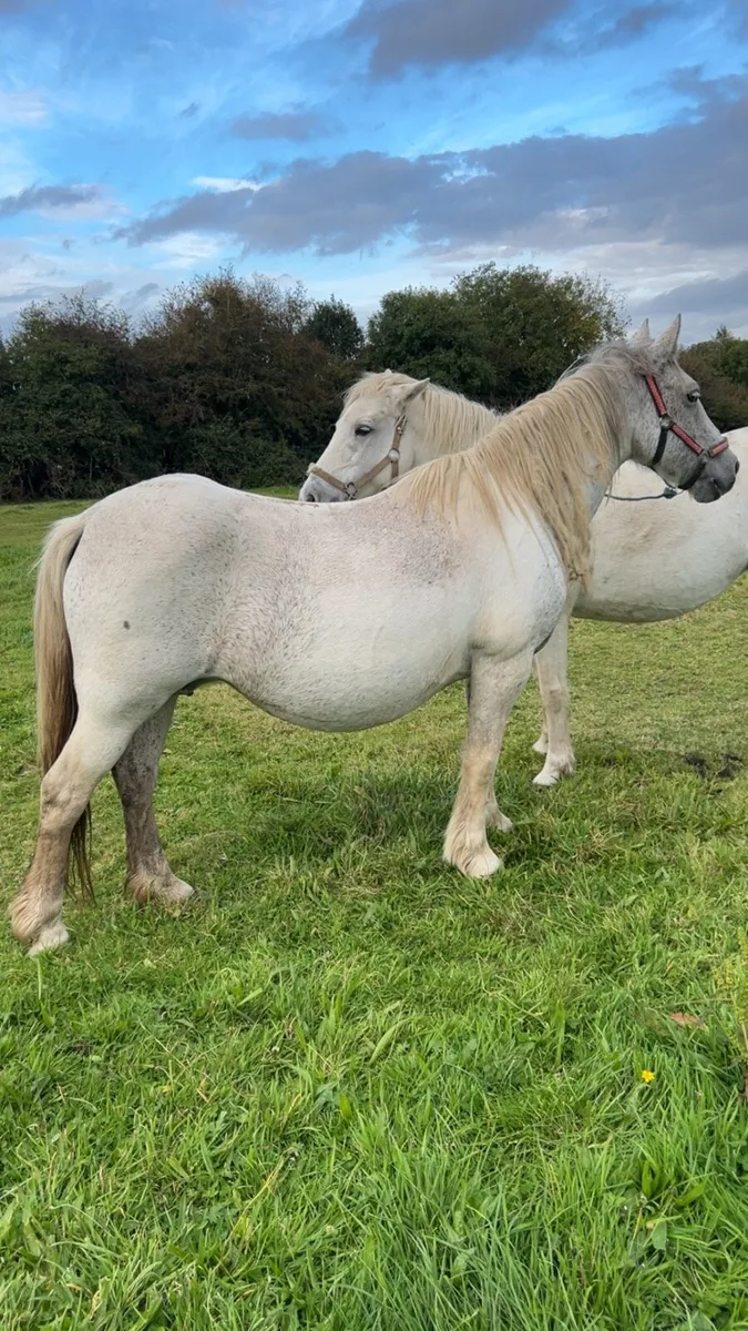 Mares - Image 2