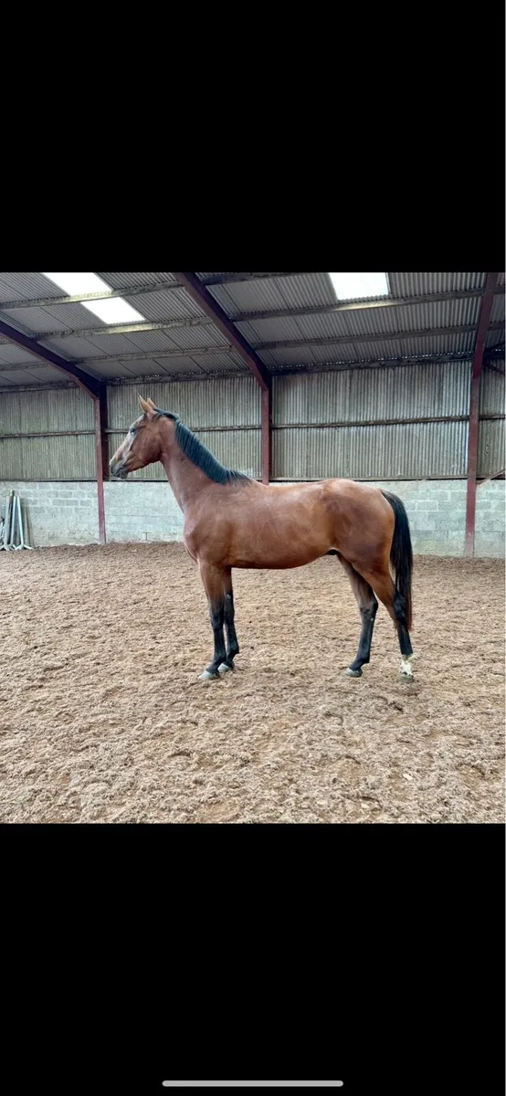 3yo gelding - Image 1