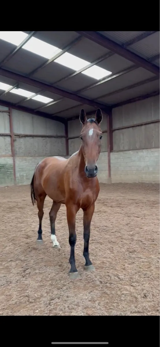 3yo gelding - Image 2