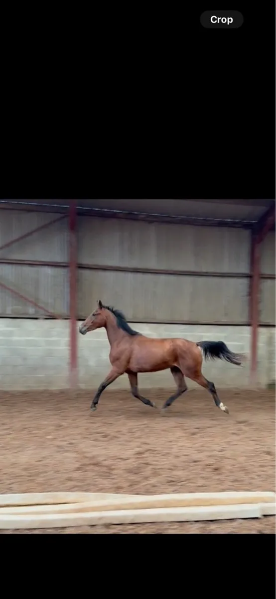 3yo gelding - Image 3