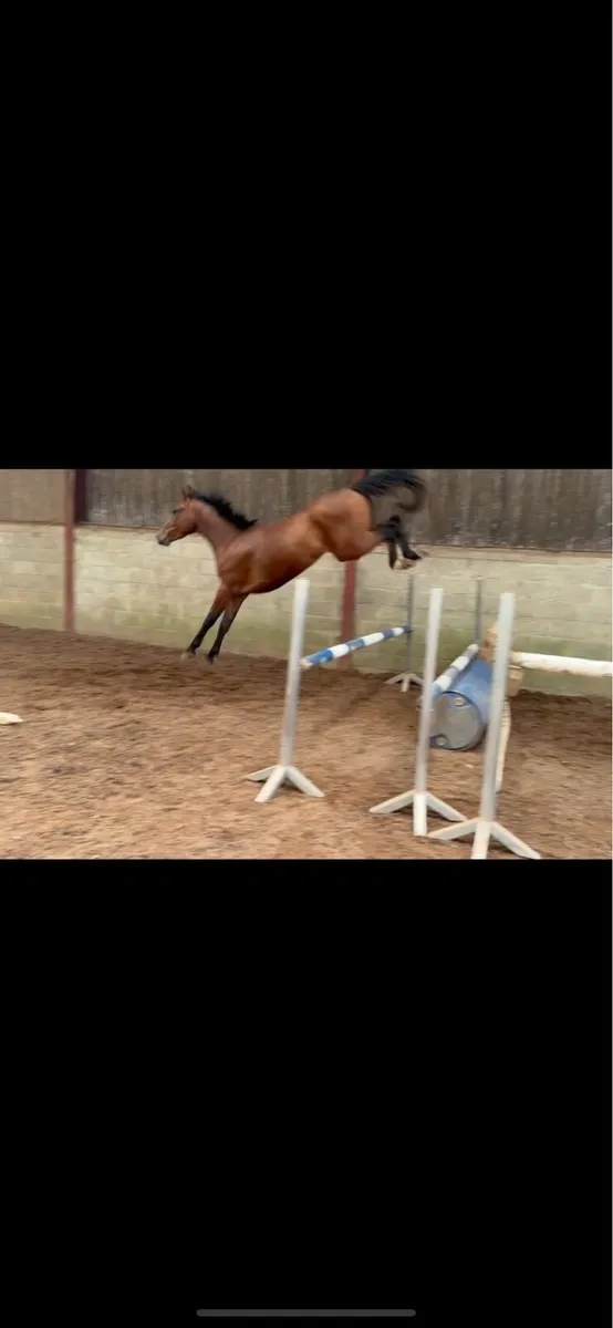 3yo gelding - Image 4