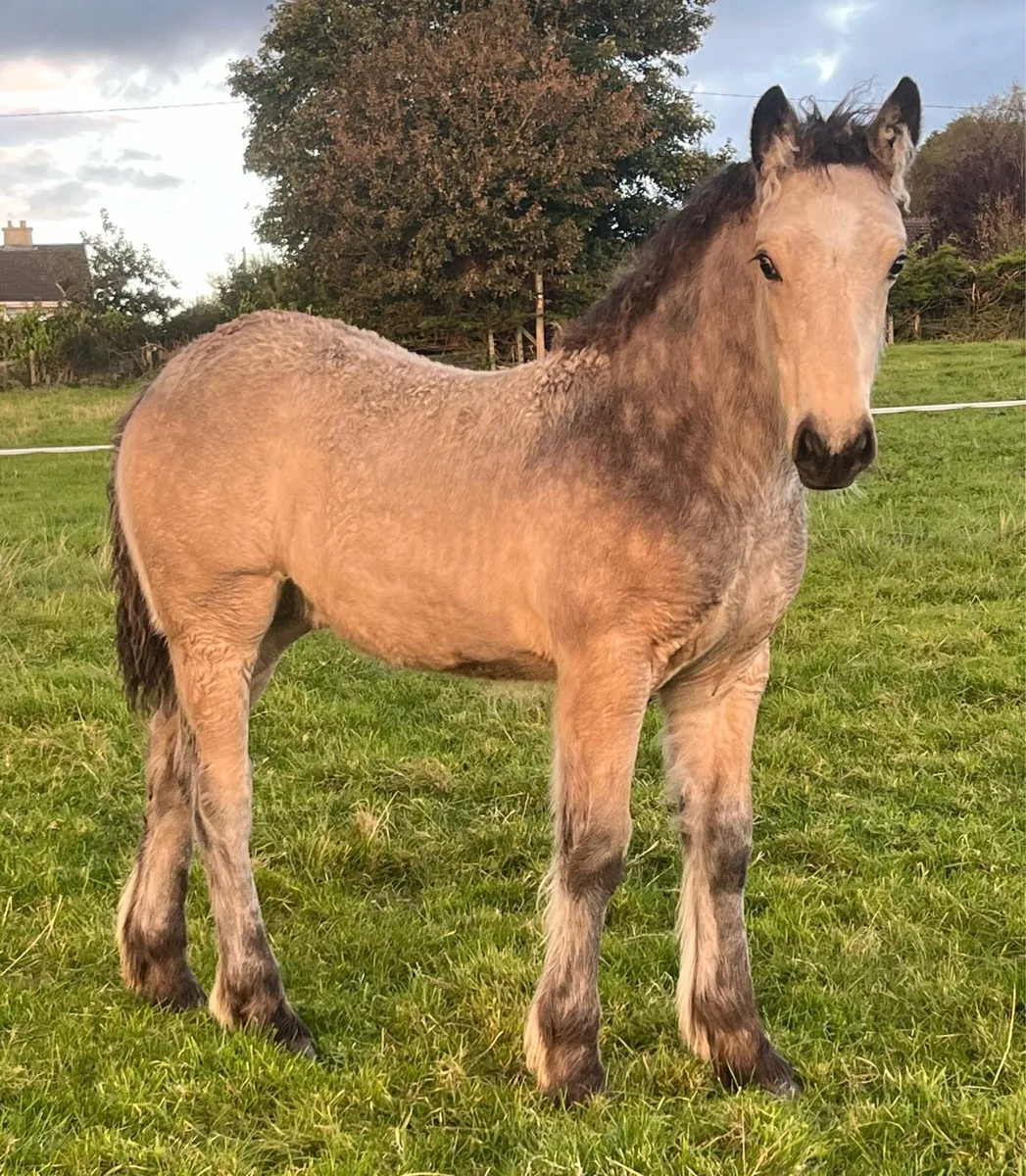 DUN COLT FOAL - Image 1