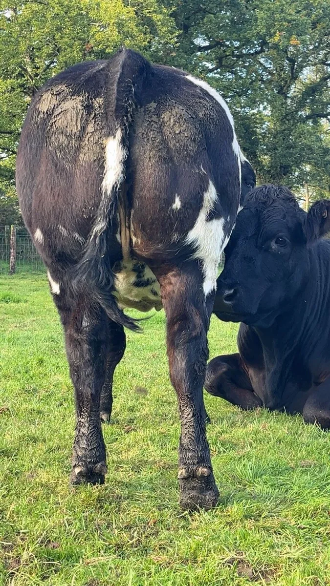3 serious bbx and chx heifers for sale - Image 2