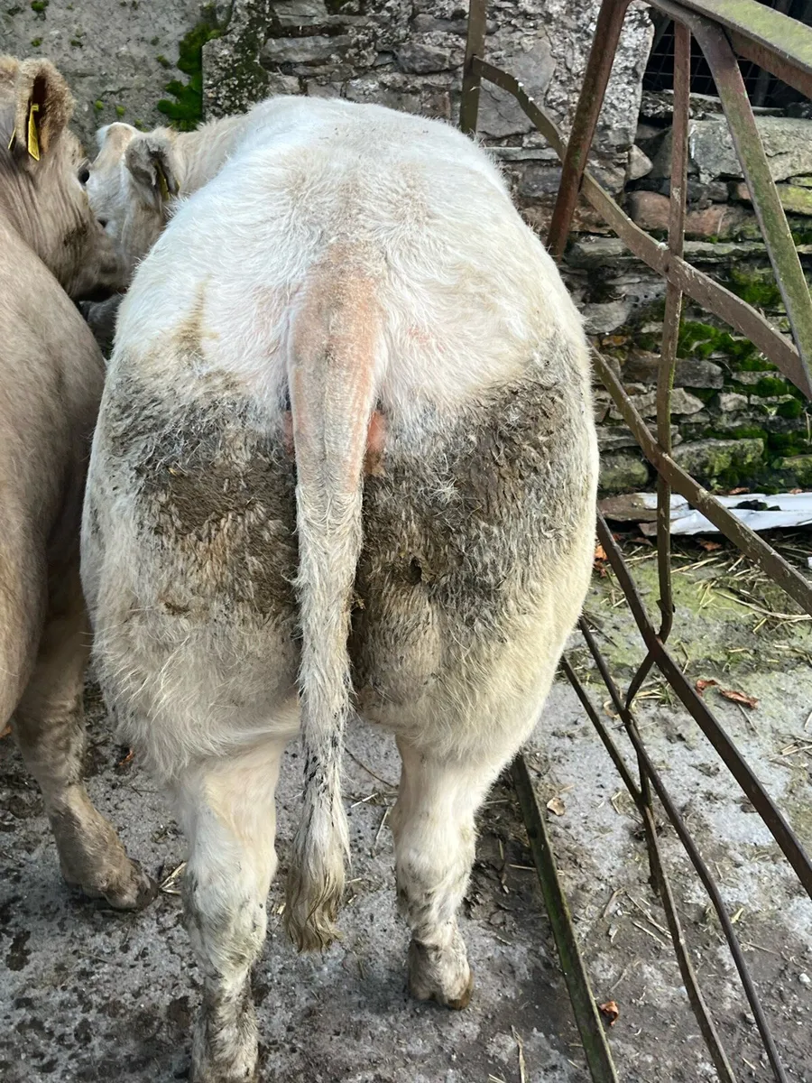 3 serious bbx and chx heifers for sale - Image 3
