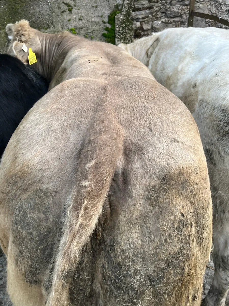 3 serious bbx and chx heifers for sale - Image 4