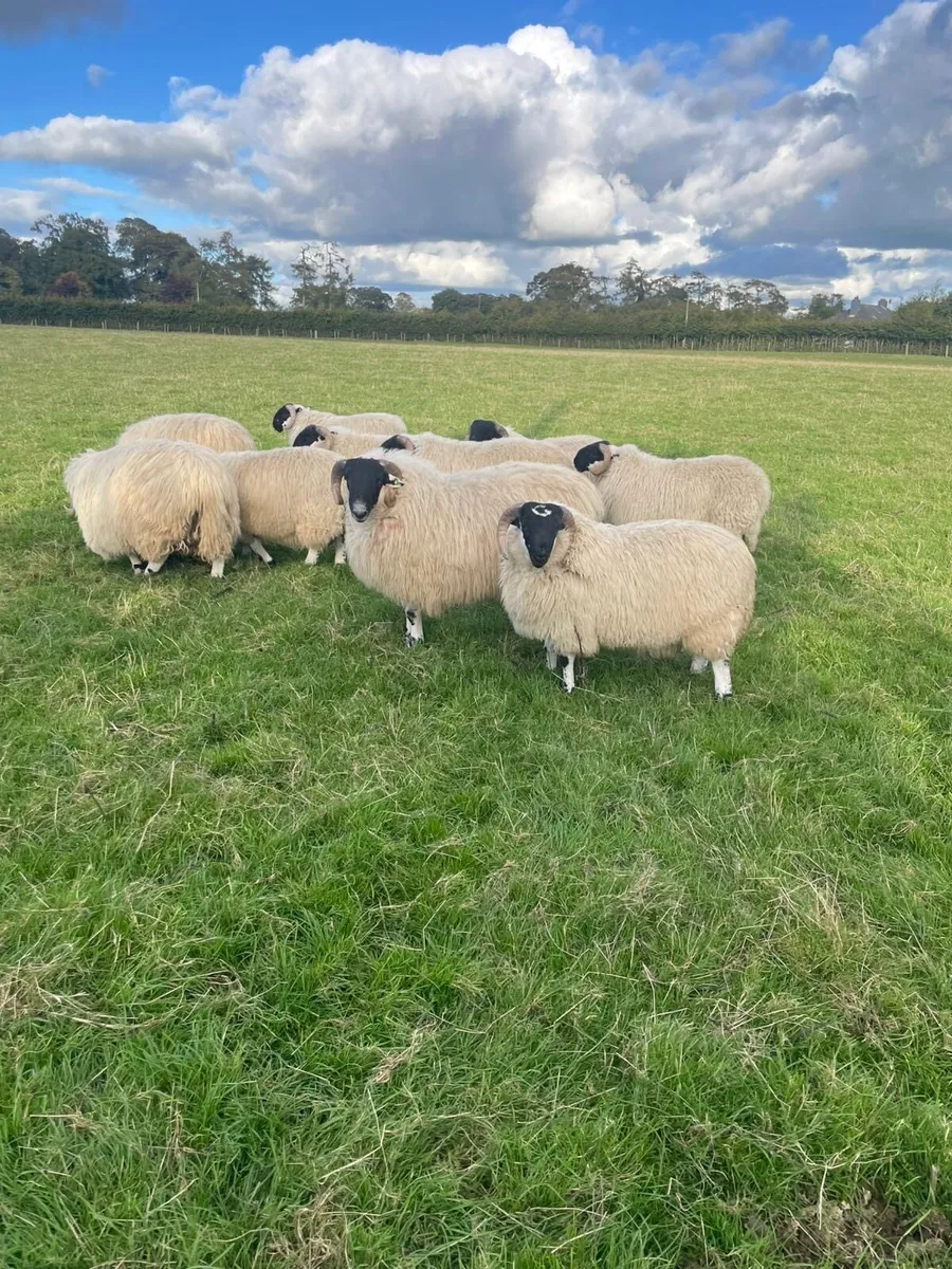 Ram lambs - Image 1