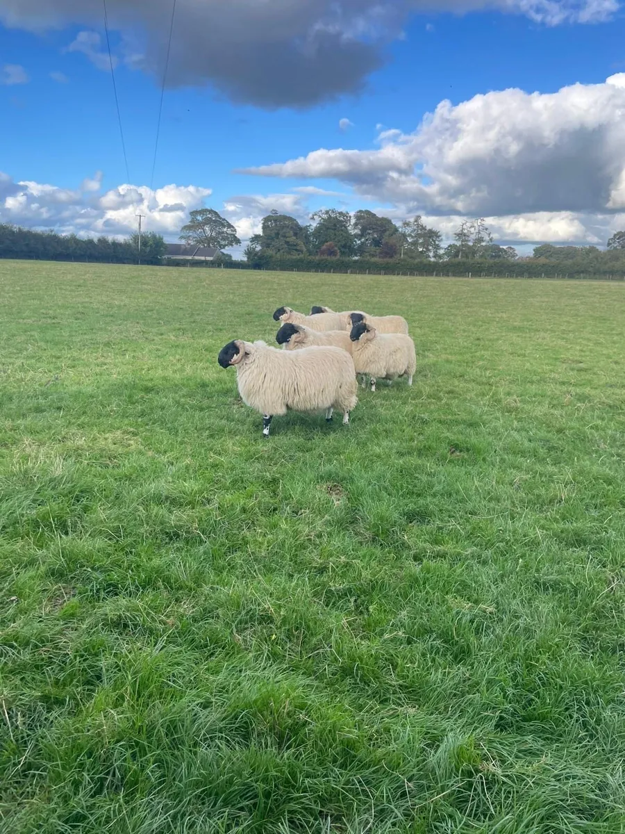 Ram lambs - Image 2